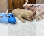 Small #15 Golden Retriever