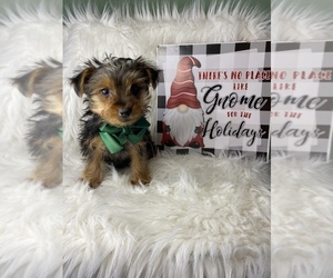 Yorkshire Terrier Puppy for sale in BEECH GROVE, IN, USA