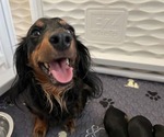 Small Photo #1 Dachshund Puppy For Sale in LAFAYETTE, NJ, USA