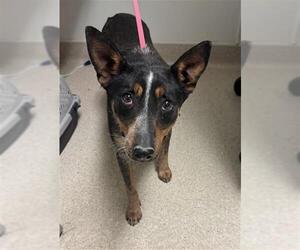 Texas Heeler Dogs for adoption in Bakersfield, CA, USA