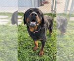 Small #2 Rottweiler
