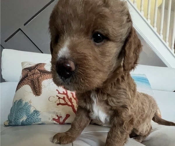 Medium Photo #2 Goldendoodle Puppy For Sale in LAKEWOOD RANCH, FL, USA