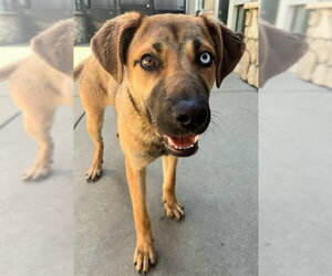 Gerberian Shepsky Dogs for adoption in Sacramento, CA, USA