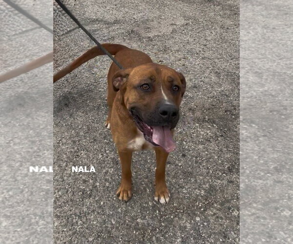 Medium Photo #7 Rhodesian Ridgeback-Unknown Mix Puppy For Sale in Woodland Hills, CA, USA