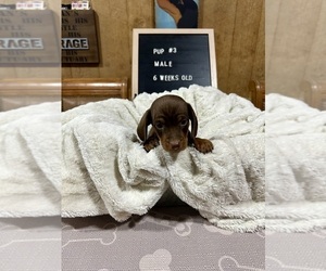 Dachshund Puppy for sale in CONCORDIA, MO, USA