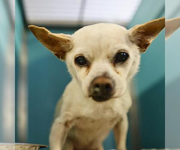 Medium Photo #1 Chihuahua-Unknown Mix Puppy For Sale in San Antonio, TX, USA