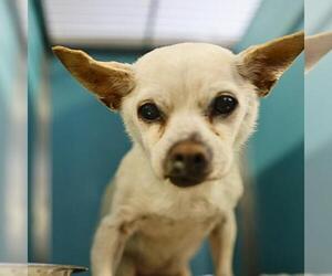 Chihuahua-Unknown Mix Dogs for adoption in San Antonio, TX, USA