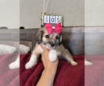 Small #23 Maltipoo