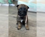 Puppy 7 Malinois