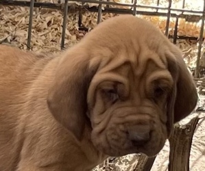 Bloodhound Puppy for sale in NARROWS, VA, USA