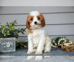 Small #1 Cavapoo