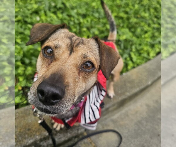 Medium Photo #3 Chiweenie Puppy For Sale in Santa Clara, CA, USA