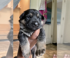 German Shepherd Dog Puppy for sale in LEEHIGH ACRES, FL, USA