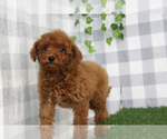 Small #1 Goldendoodle (Miniature)