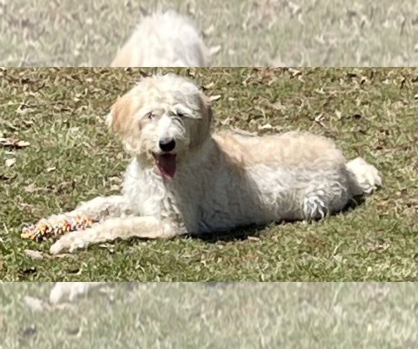 Medium Photo #2 Labradoodle Puppy For Sale in KINGSTON, GA, USA