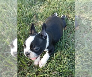 Faux Frenchbo Bulldog Puppy for Sale in COFFEYVILLE, Kansas USA