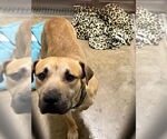 Small #1 Black Mouth Cur Mix