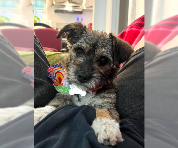 Medium Photo #4 Border Terrier-Unknown Mix Puppy For Sale in San Diego, CA, USA