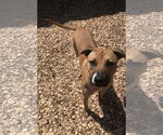 Small #1 Labrador Retriever