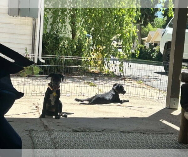 Medium Photo #5 Labrador Retriever-Unknown Mix Puppy For Sale in Sandy, UT, USA