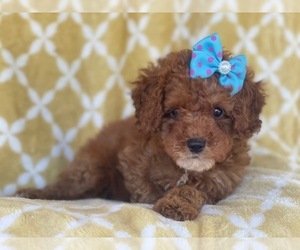 Cockapoo-Poodle (Miniature) Mix Puppy for sale in LAKELAND, FL, USA