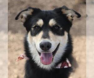 German Shepherd Dog-Unknown Mix Dogs for adoption in San Antonio, TX, USA