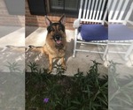 Small Photo #1 German Shepherd Dog Puppy For Sale in JACKSONVILLE, FL, USA