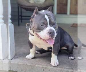 Father of the American Bully puppies born on 03/10/2023