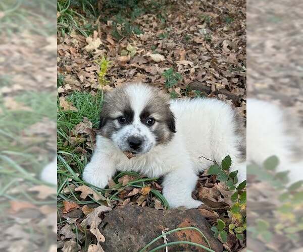 Medium Photo #1 Great Pyrenees-Unknown Mix Puppy For Sale in Winter Park, CO, USA
