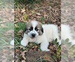 Small Great Pyrenees Mix