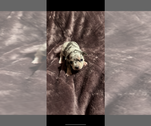 Medium Photo #1 Chihuahua Puppy For Sale in DALLAS, TX, USA