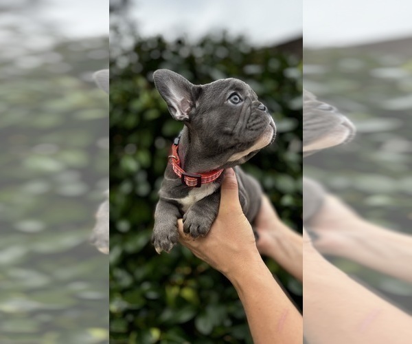 Medium Photo #5 French Bulldog Puppy For Sale in METUCHEN, NJ, USA