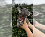 Small #4 French Bulldog