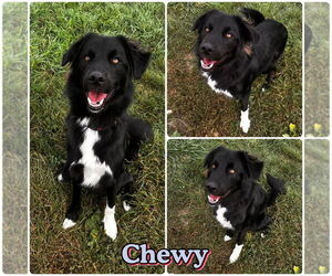 Border Collie-Siberian Husky Mix Dogs for adoption in Pierceton , IN, USA