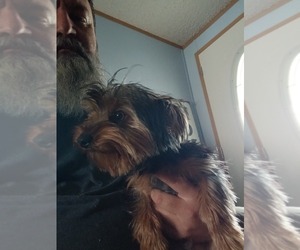 Yorkshire Terrier Puppy for sale in LEBANON, VA, USA
