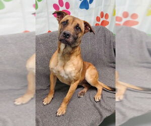 Mutt Dogs for adoption in Lake City, MI, USA