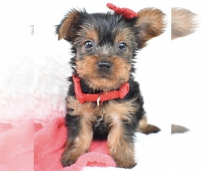Yorkshire Terrier Puppy for sale in LOWELL, MA, USA