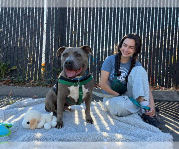 Medium Photo #2 Staffordshire Bull Terrier-Unknown Mix Puppy For Sale in Santa Cruz, CA, USA