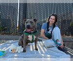 Small #1 Staffordshire Bull Terrier Mix