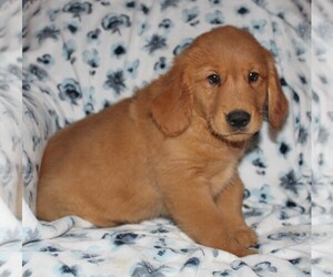 Golden Retriever Puppy for sale in BLOOMINGTON, IN, USA