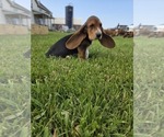 Small Photo #24 Basset Hound Puppy For Sale in GREENLEAF, WI, USA