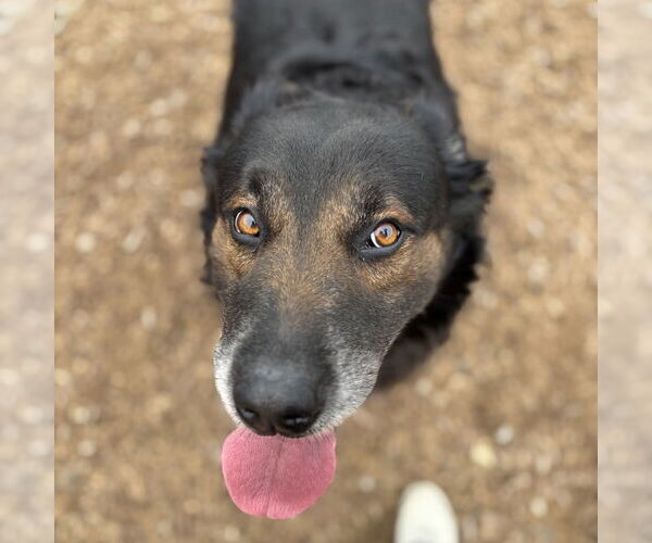 Medium Photo #3 Mutt Puppy For Sale in Rohnert Park, CA, USA