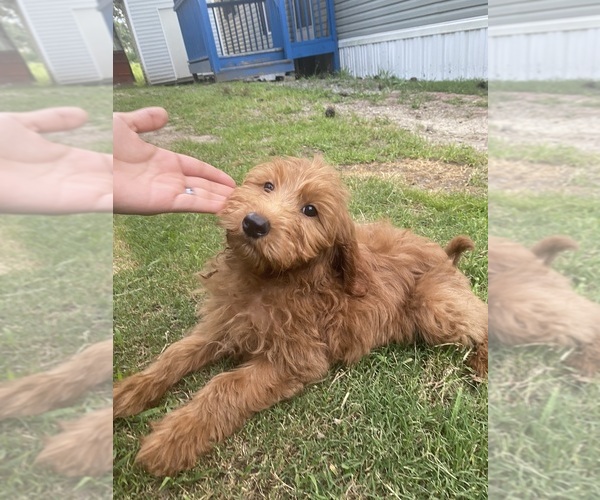 Medium Photo #3 Goldendoodle Puppy For Sale in RALEIGH, NC, USA