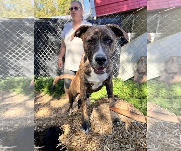 Medium Photo #7 Mutt Puppy For Sale in Tracy City, TN, USA