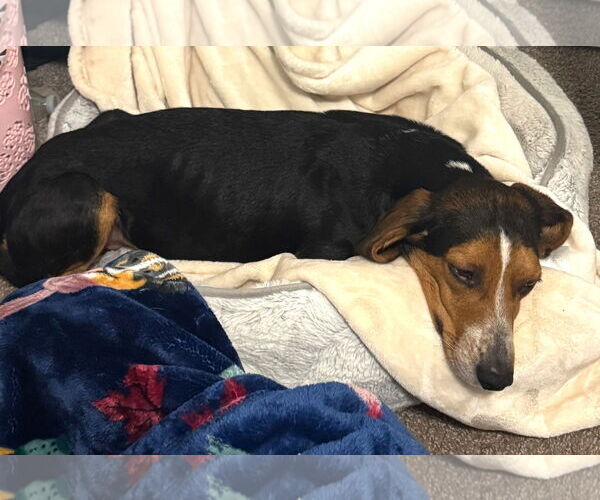 Medium Photo #12 Beagle Puppy For Sale in Dunnellon, FL, USA