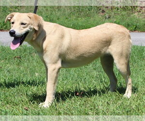 Mutt Dogs for adoption in Prattville, AL, USA