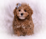 Small #4 Maltipoo (Miniature)