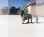 Small Photo #3 French Bulldog Puppy For Sale in BLOOMINGTON, CA, USA
