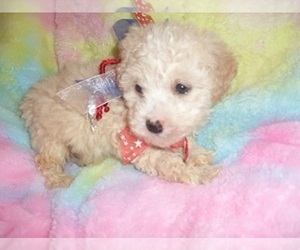 Poodle (Toy) Puppy for sale in JACKSON, MS, USA