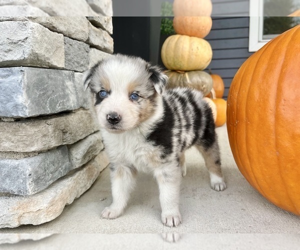 Medium Photo #3 Australian Shepherd Puppy For Sale in LODA, IL, USA